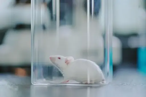 Mastering the Science of Genetically Modified Mice: Principles, Techniques, and Applications